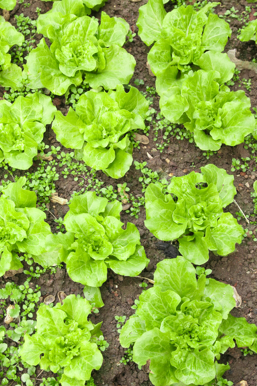 地里的新鲜生菜