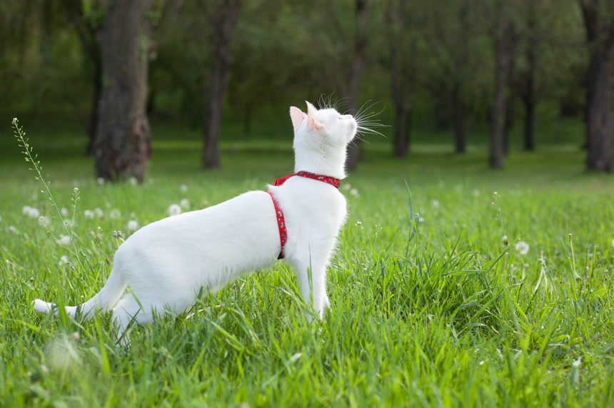 一只白色的猫咪在草坪上眺望远方