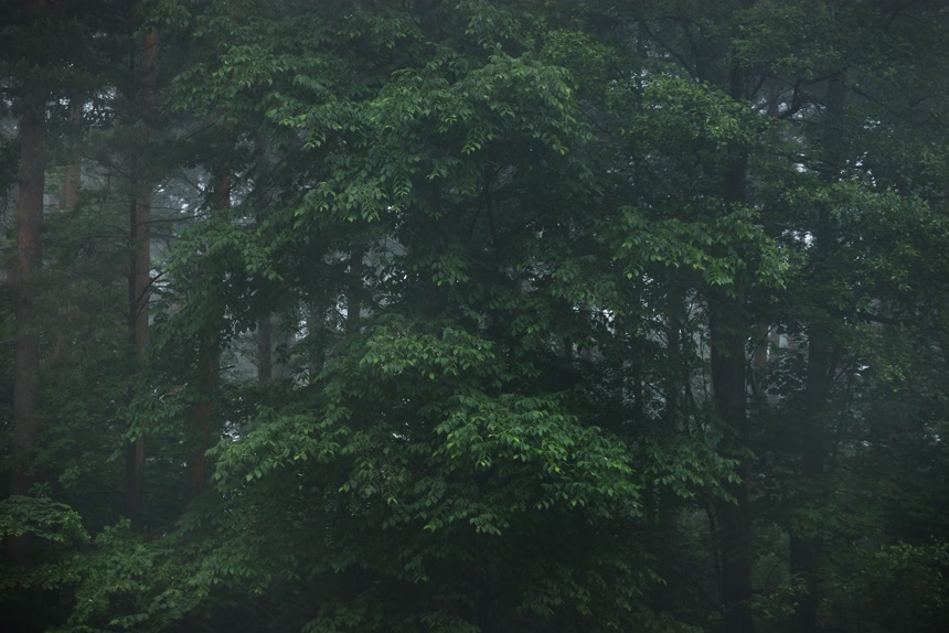 古老的绿树在晨雾中生态旅游、环境保护