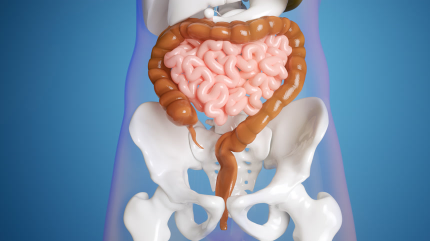 蓝色背景的人类消化器官3D渲染医疗保健