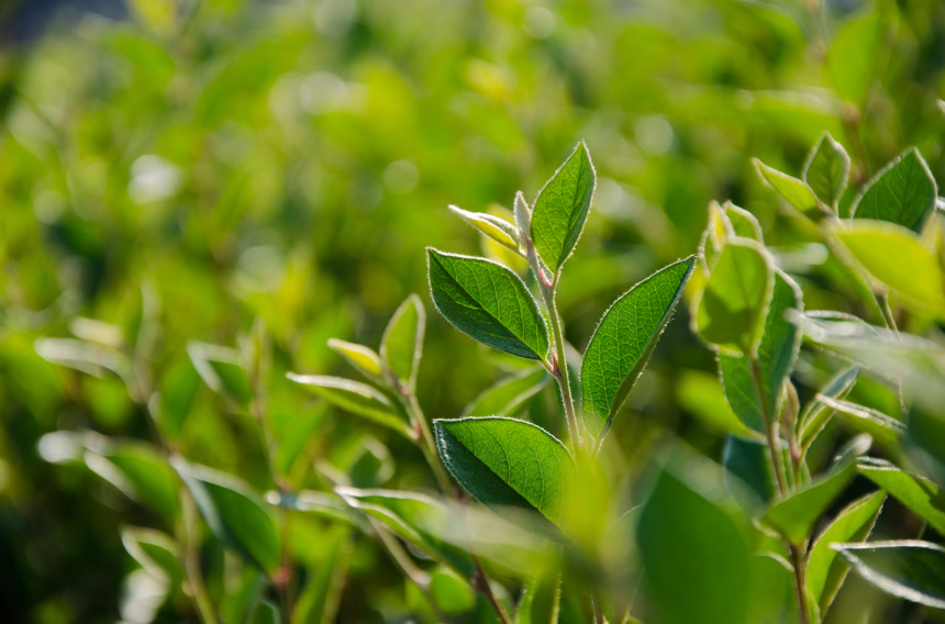 阳光下的绿色茶园茶叶宣传