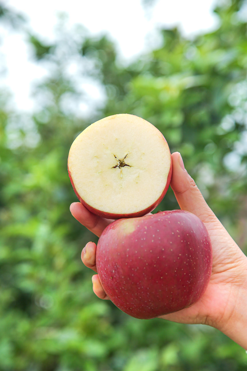 手里拿着一盒丑苹果