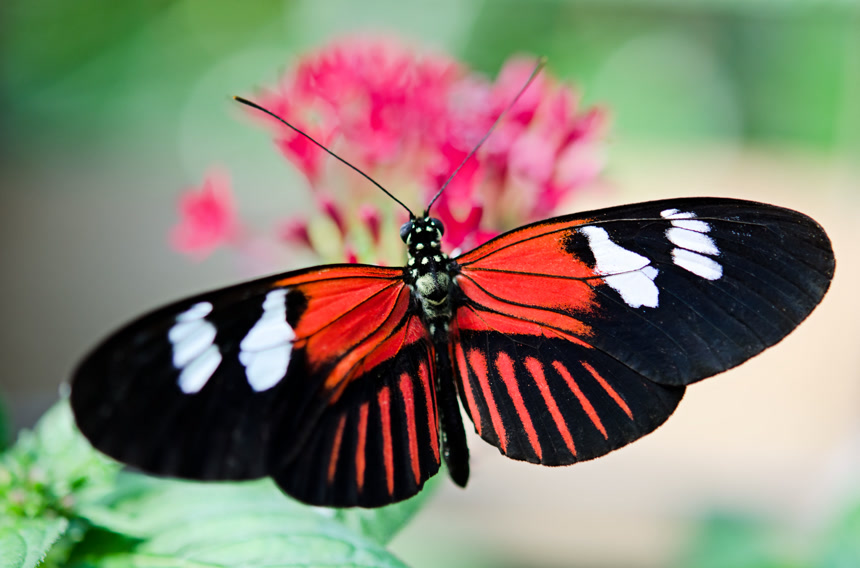 一只红黑色蝴蝶在花朵上昆虫特写