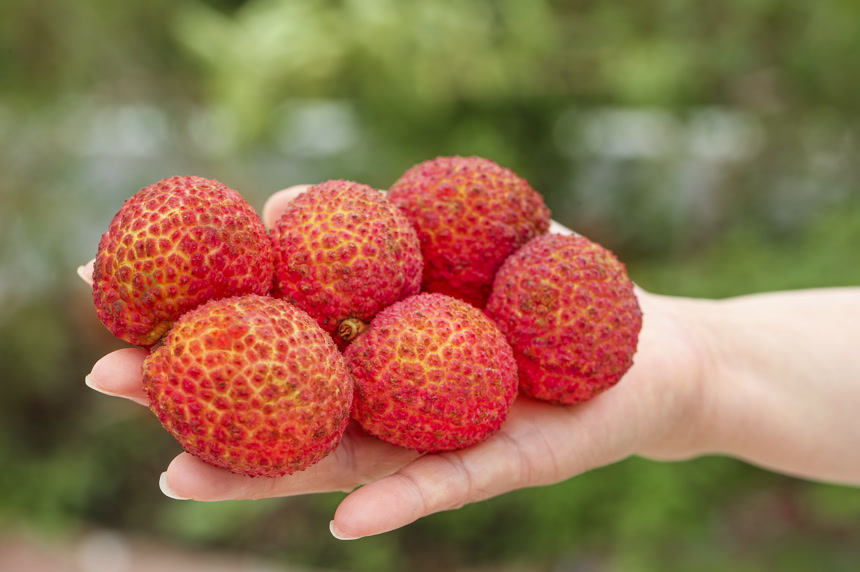 手里拿着无核荔枝