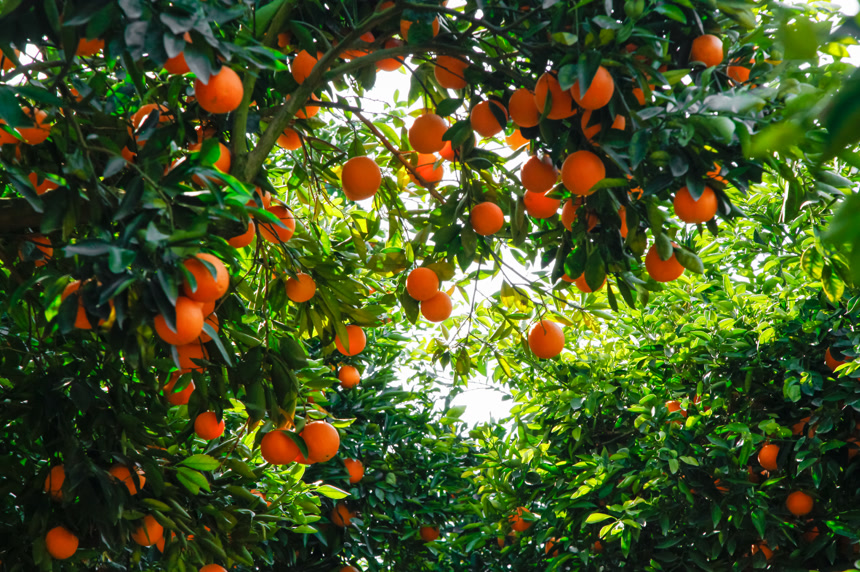 橙子产地