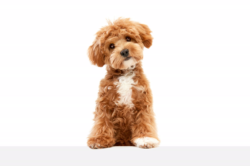 Cute charming dog. Shot of Maltipoo with big kind eyes and brown fur posing isolated over white studio background. Close up. Pet looks healthy and happy. Friend, love, care and animal health concept可爱宠物动物泰迪