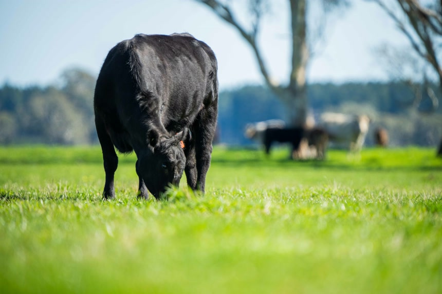 田野里正在吃草的黑公牛畜牧业动物