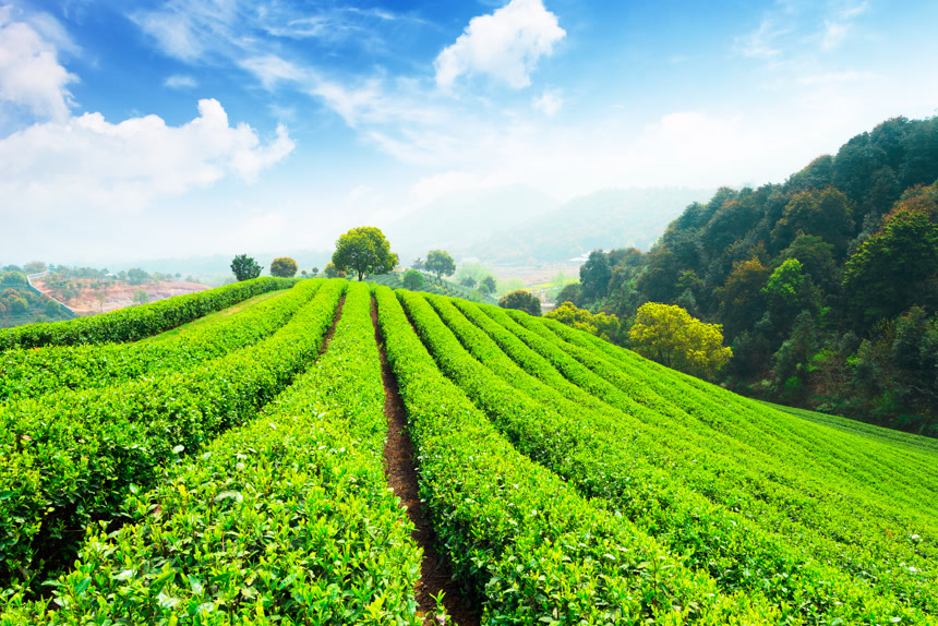 蓝天白云下的茶园里的茶树茶叶茶田