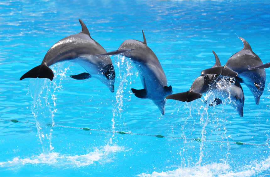 海豚跃出水面特写图