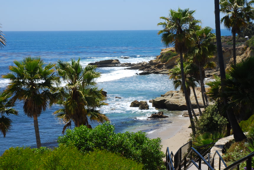 大海礁石与椰树海景壁纸