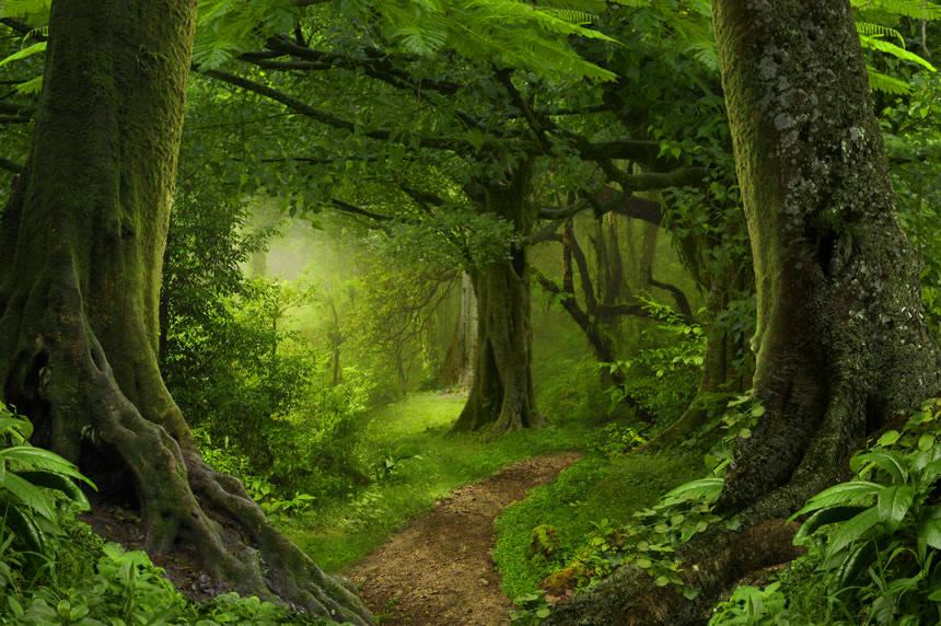 东南亚地区在八月的深热带丛林自然风景梦幻全景壁纸