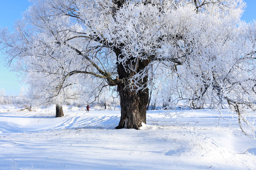 橡树上的白霜和雪地景观自然风景