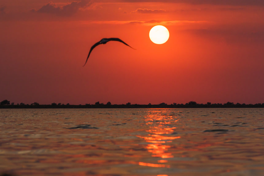 海边日落时分海鸥在天空翱翔自然风景