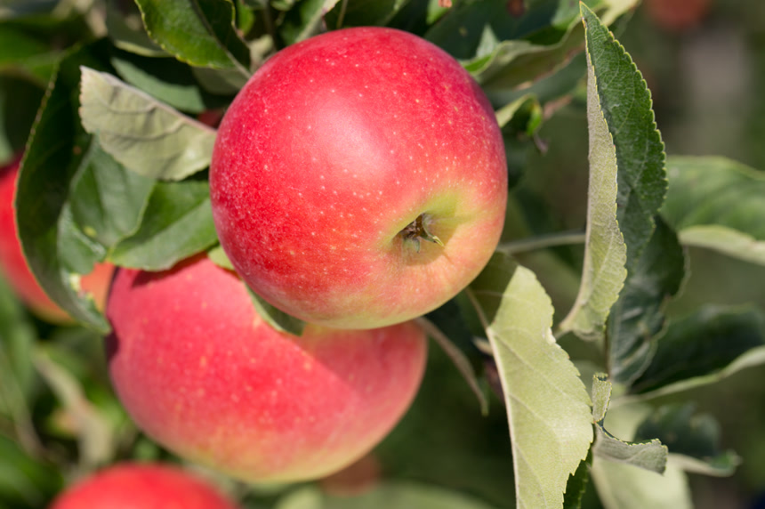 苹果树上的苹果摄影图