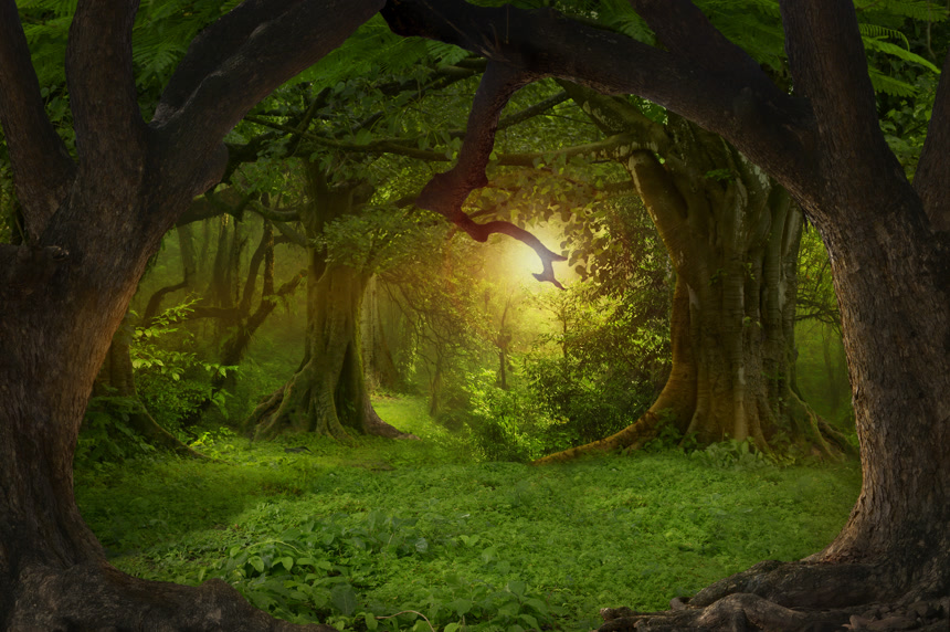 在东南亚的丛林深处自然风景梦幻场景壁纸