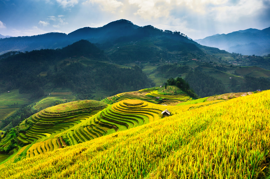 梯田上成熟的水稻和山脉景观农田农业自然景观