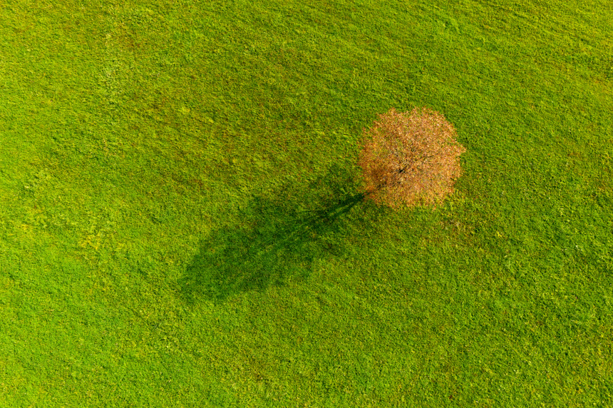 田野里孤零零的一棵树田园风光