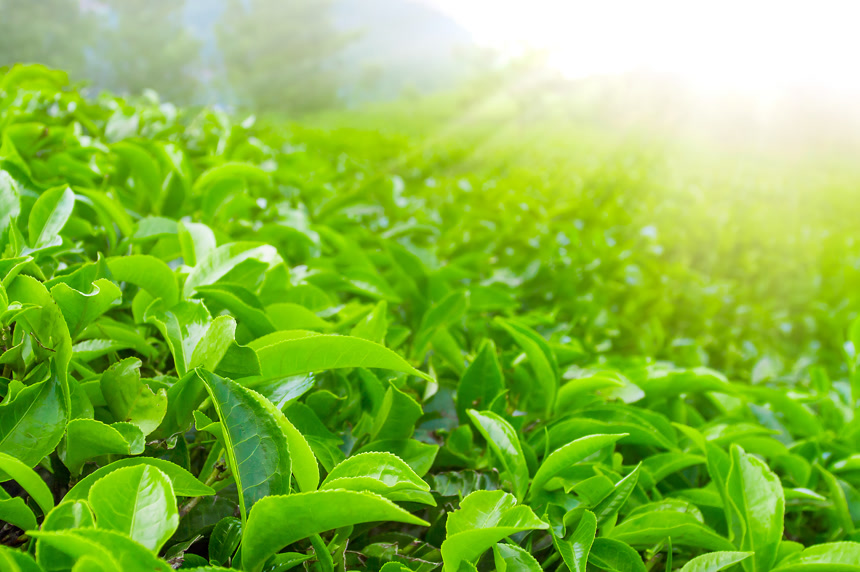 晨光下的新鲜茶叶特写