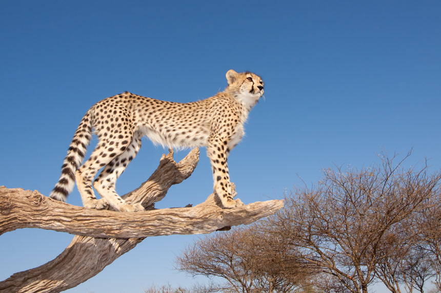 树枝上的南非猎豹幼崽野生动物