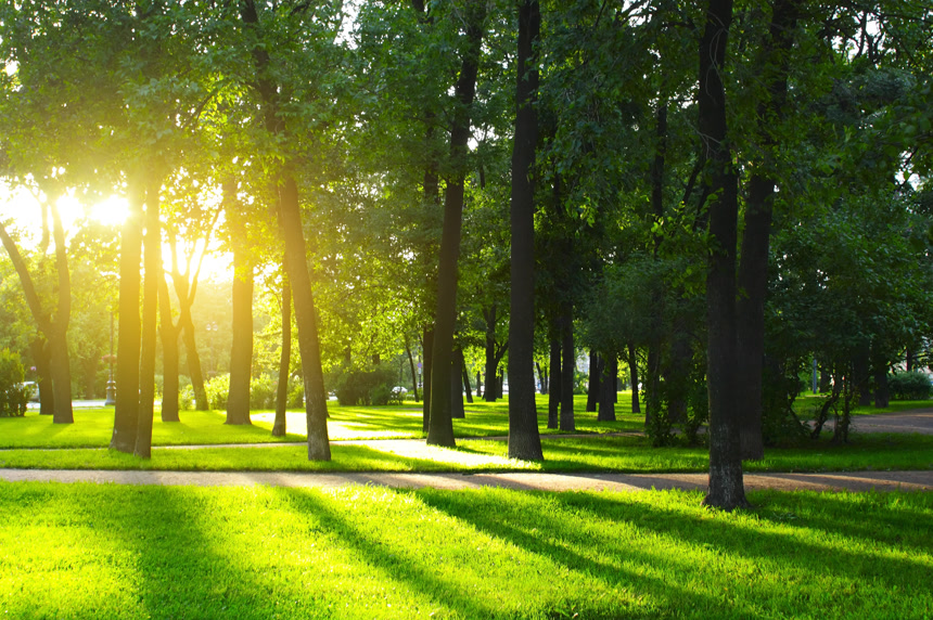 日落时分阳光照射公园树林自然景观