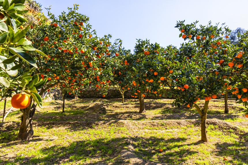 柑橘林中美味的西西里橙子健康生活方式