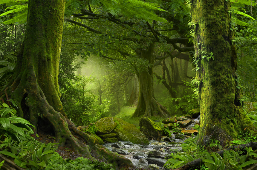 热带雨林小溪唯美自然风景全景壁纸