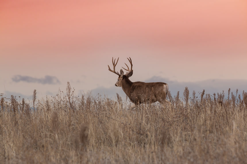 夕阳下一直觅食的麋鹿动物森林动物