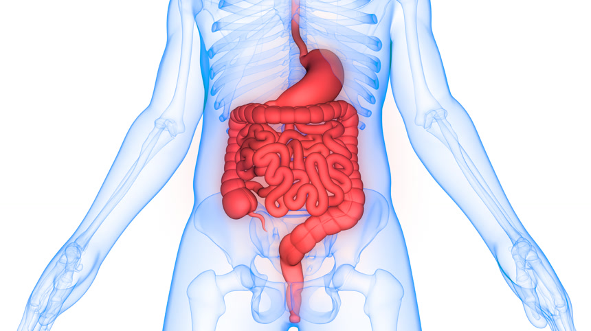 人消化系统胃与小肠胃解剖3D医疗保健