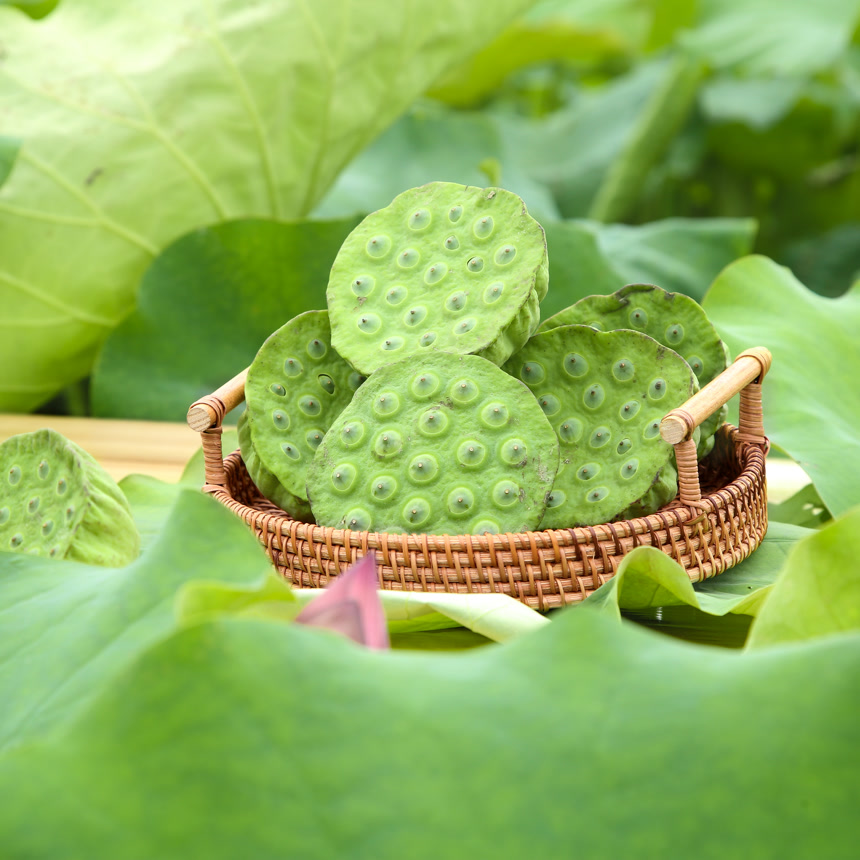 手里拿着新鲜莲蓬