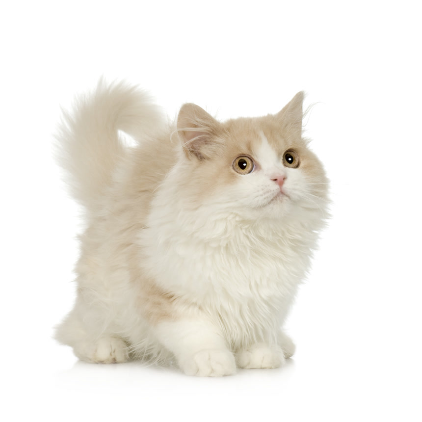 白底图上的一只小猫咪动物宠物