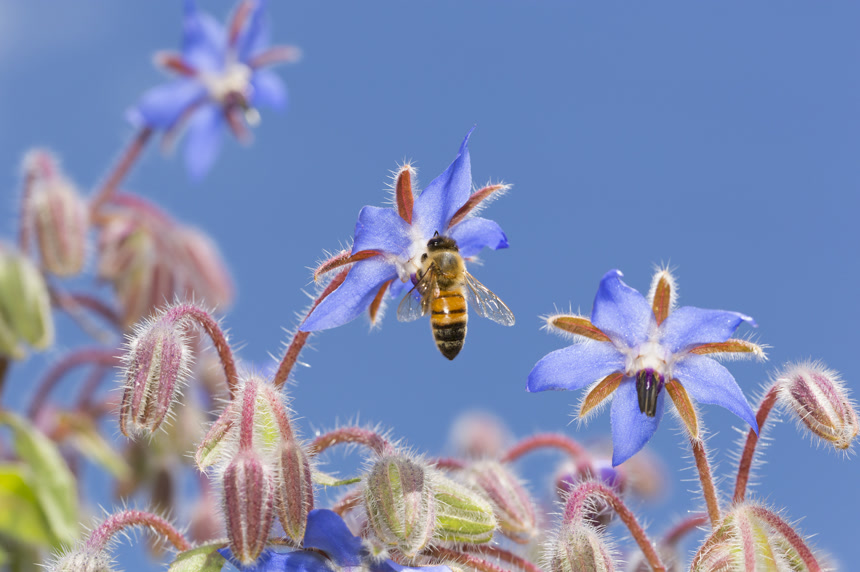 蜜蜂在紫色花朵上采蜜自然规律