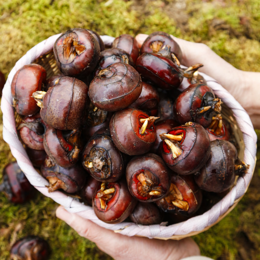 木底上的新鲜马蹄