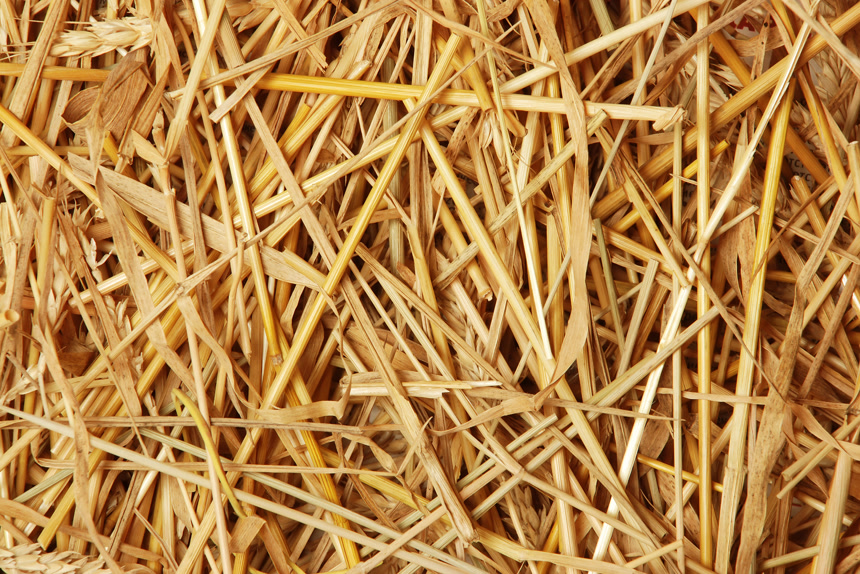 金黄的小麦秸秆