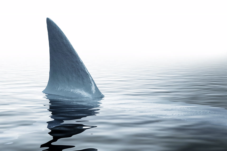 海里的鲨鱼鳍浮出水面动物