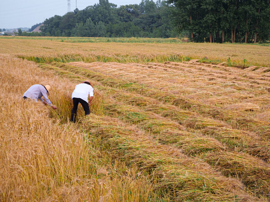 麦穗 麦粒 麦芒