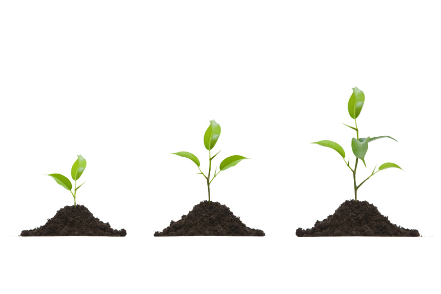 小树苗成长过程白底图