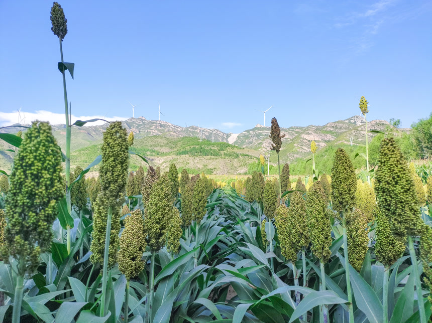 田里大片的高粱米