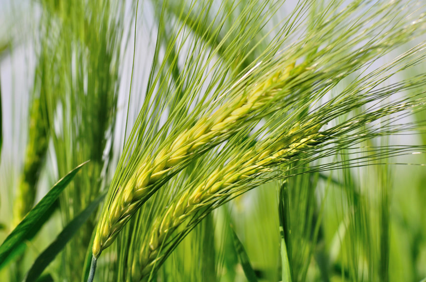 天空背景下的绿色大麦绿色健康植物