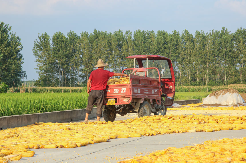 玉米丰收晾晒