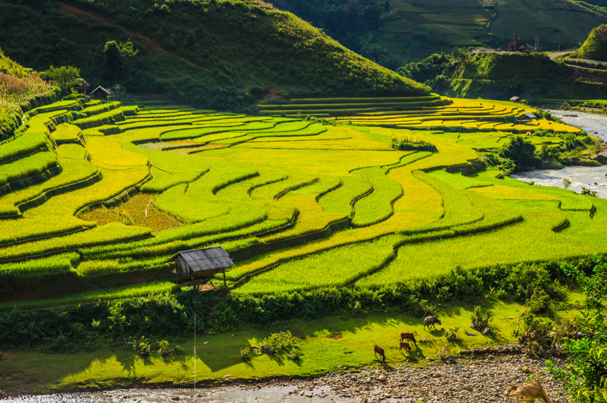 水稻梯田农业乡村振兴粮食水稻稻谷秋收实拍