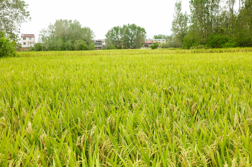 大片稻田稻穗
