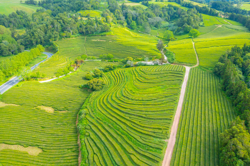 葡萄牙圣米格尔岛茶园梯田自然景观
