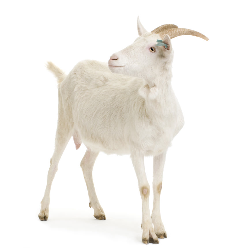 白底图上的一只山羊动物