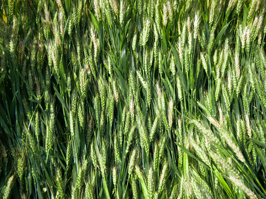 麦穗 麦粒 麦芒