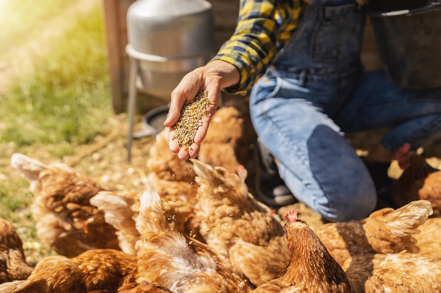 快乐的鸡肉吃着食物手拿谷物有机农场鸡蛋生态生物