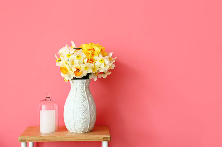 房间里桌子上的水仙花粉色背景图植物花卉