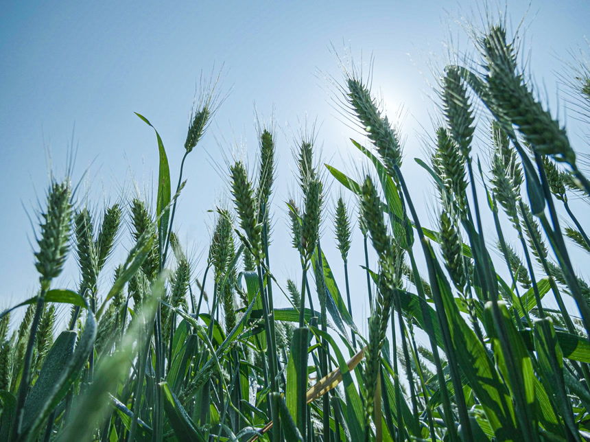 麦穗 麦粒 麦芒