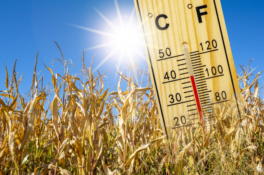 室外枯黄的叶子高温天气温度计自然景观