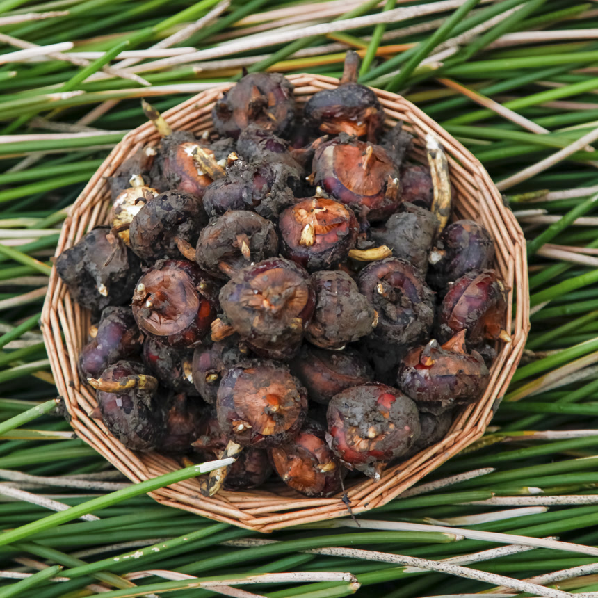 新鲜现挖的马蹄