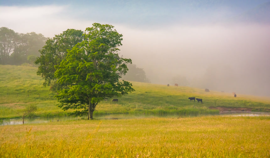 秋日清晨唯美农场草原电脑壁纸风景旅游图